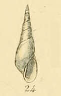 Image of Haliella Monterosato 1878