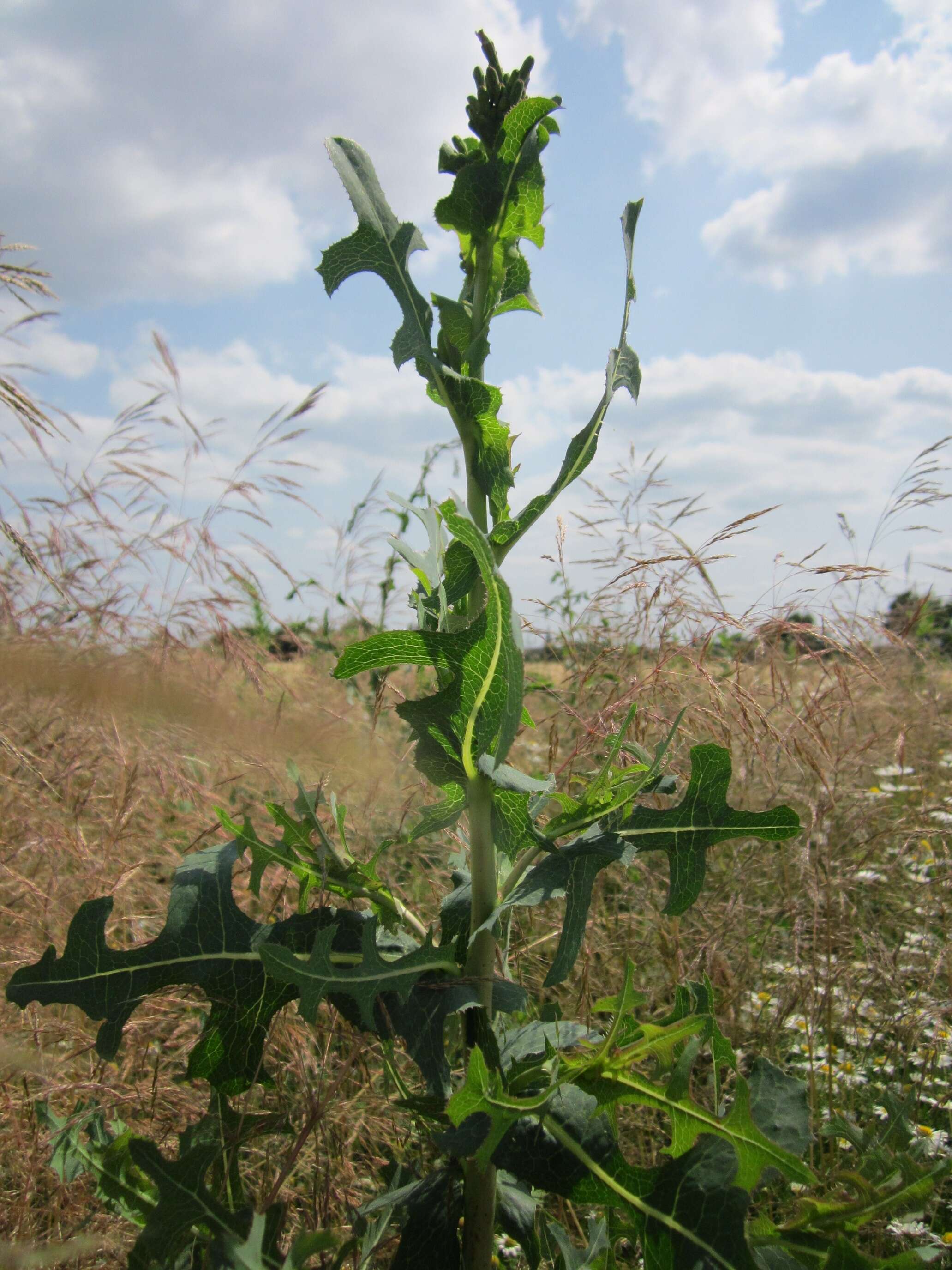 Image of prickly lettuce