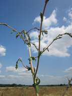 Image of prickly lettuce