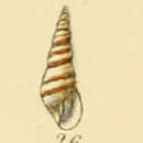 Image of Eulima bilineata Alder 1848
