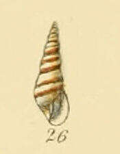 Image of Eulima bilineata Alder 1848