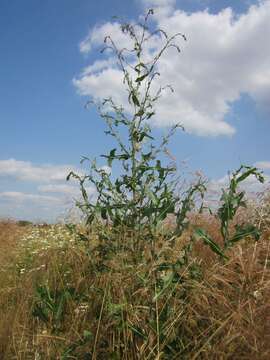 Image of prickly lettuce