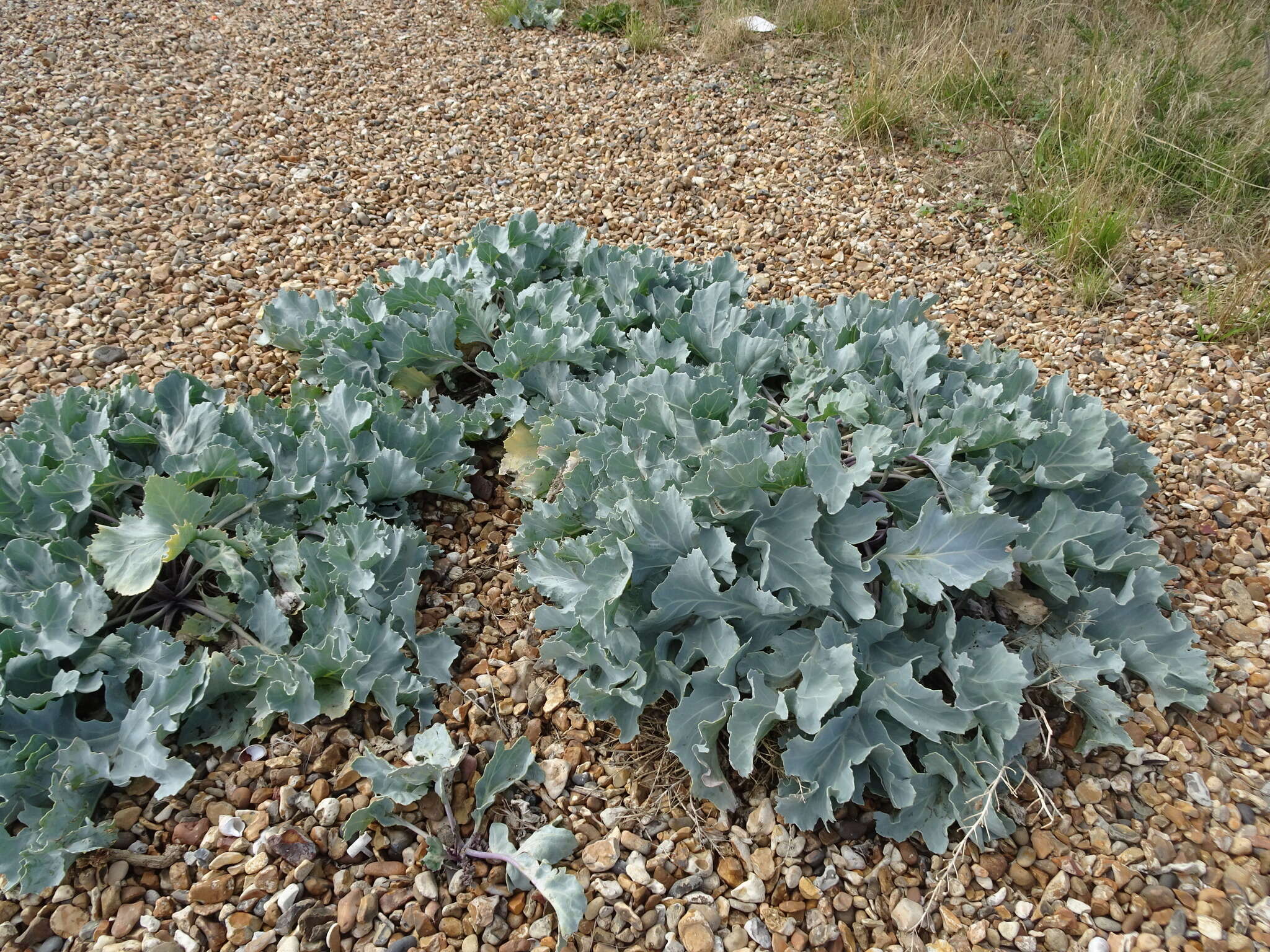 Image of sea kale