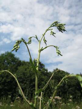 Image of prickly lettuce