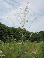 Image of prickly lettuce