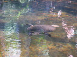 Image of Northern Australian Snapping Turtle