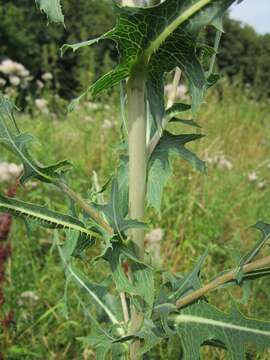 Image of prickly lettuce