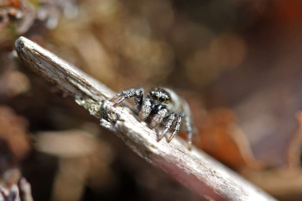 Image of Zebra spider