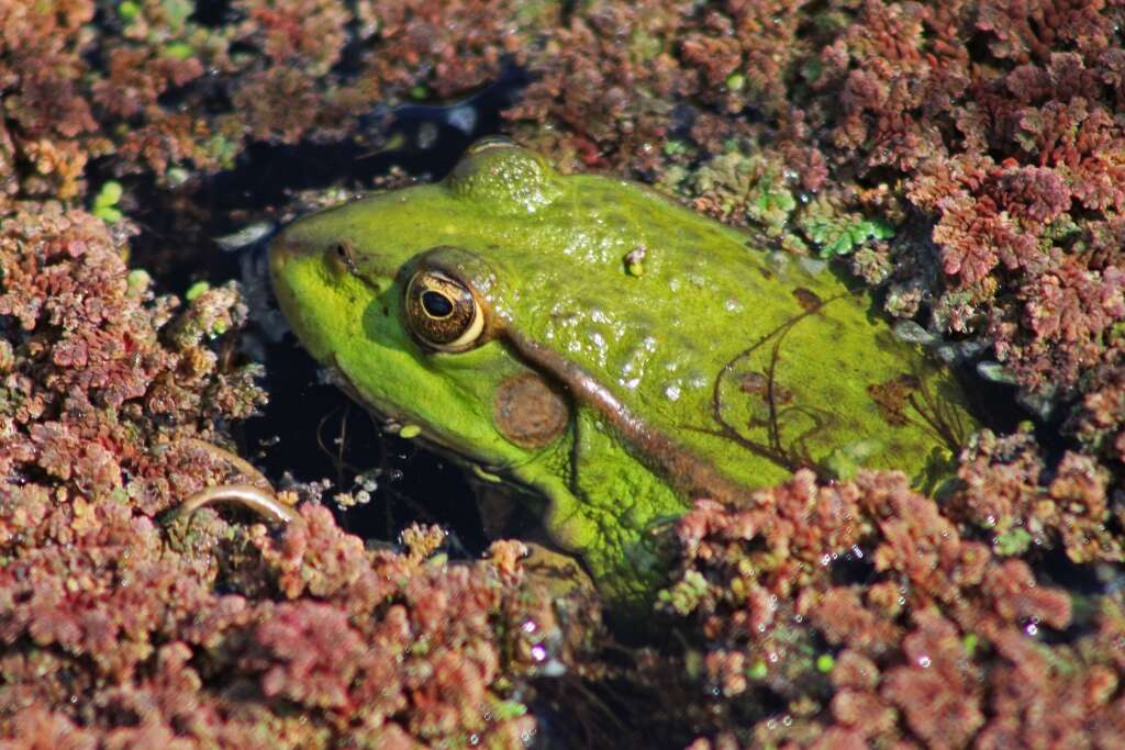 Image of Eurasian Marsh Frog