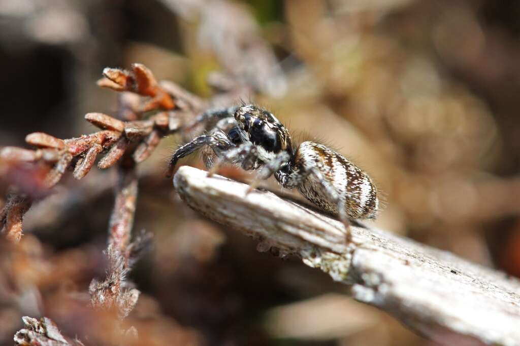 Image of Zebra spider