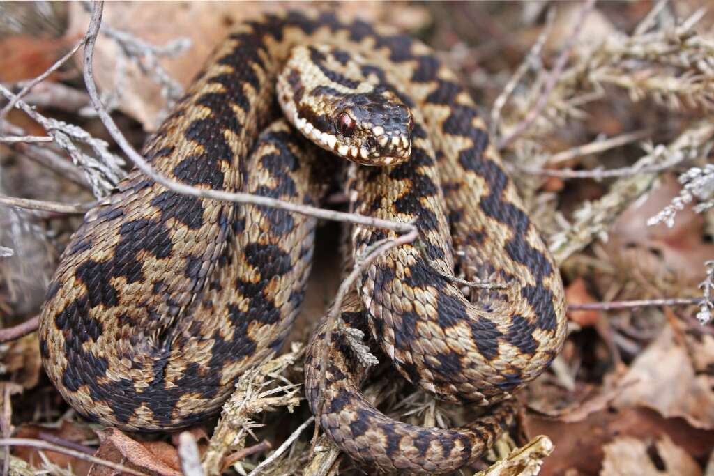 Image of Adder