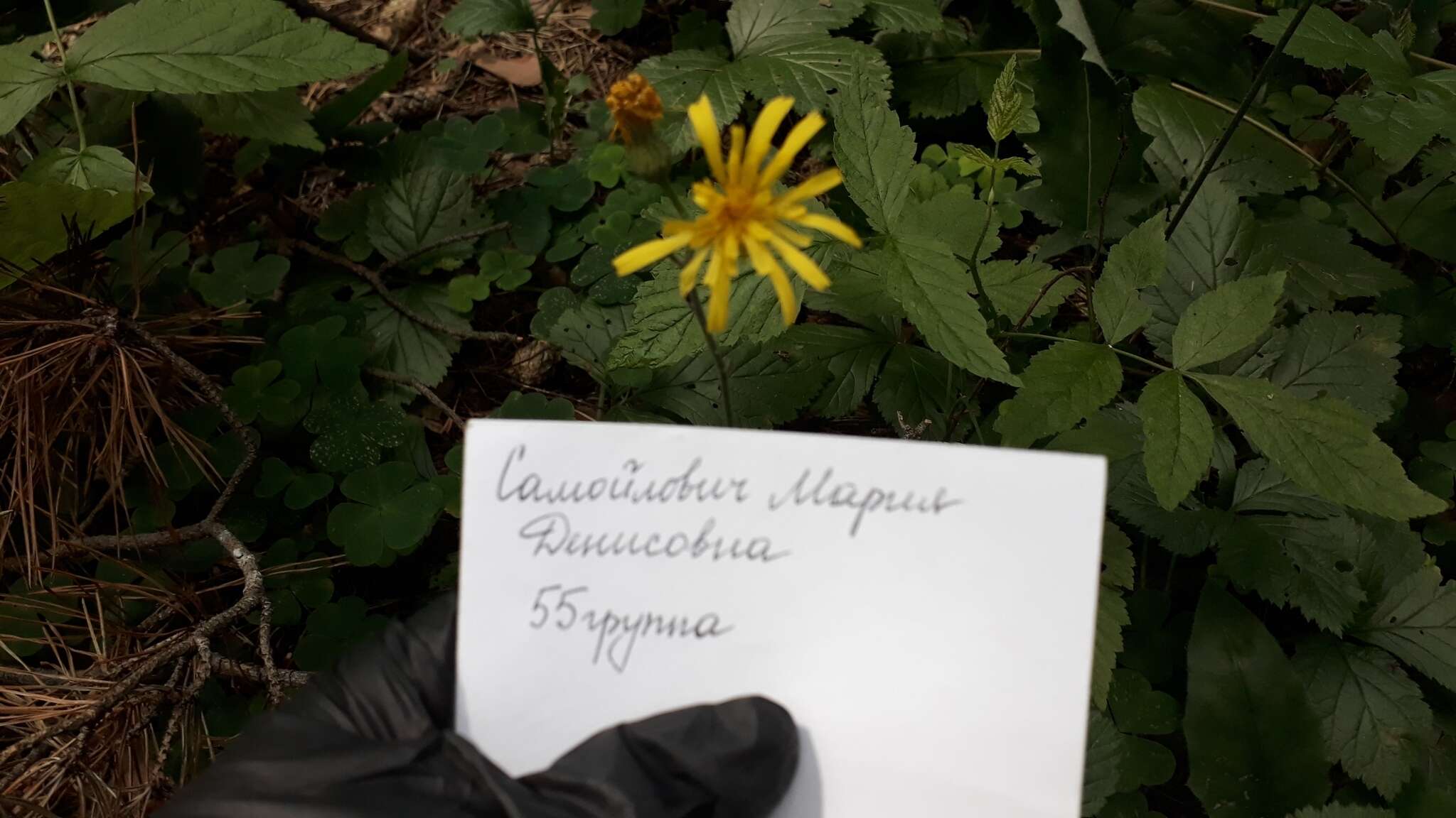 Image of Hieracium murorum subsp. murorum