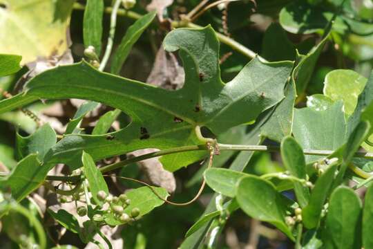 Image of Coccinia quinqueloba (Thunb.) Cogn.