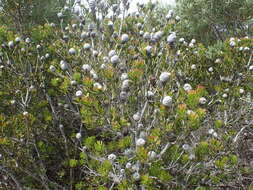 Imagem de Leucadendron muirii Phillips