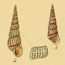 Sivun Pyrgiscus rufus (Philippi 1836) kuva