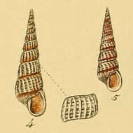 Image de Pyrgiscus rufus (Philippi 1836)