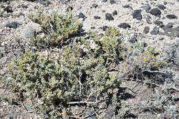 Plancia ëd Tetraena fontanesii (Webb & Berthel.) Beier & Thulin