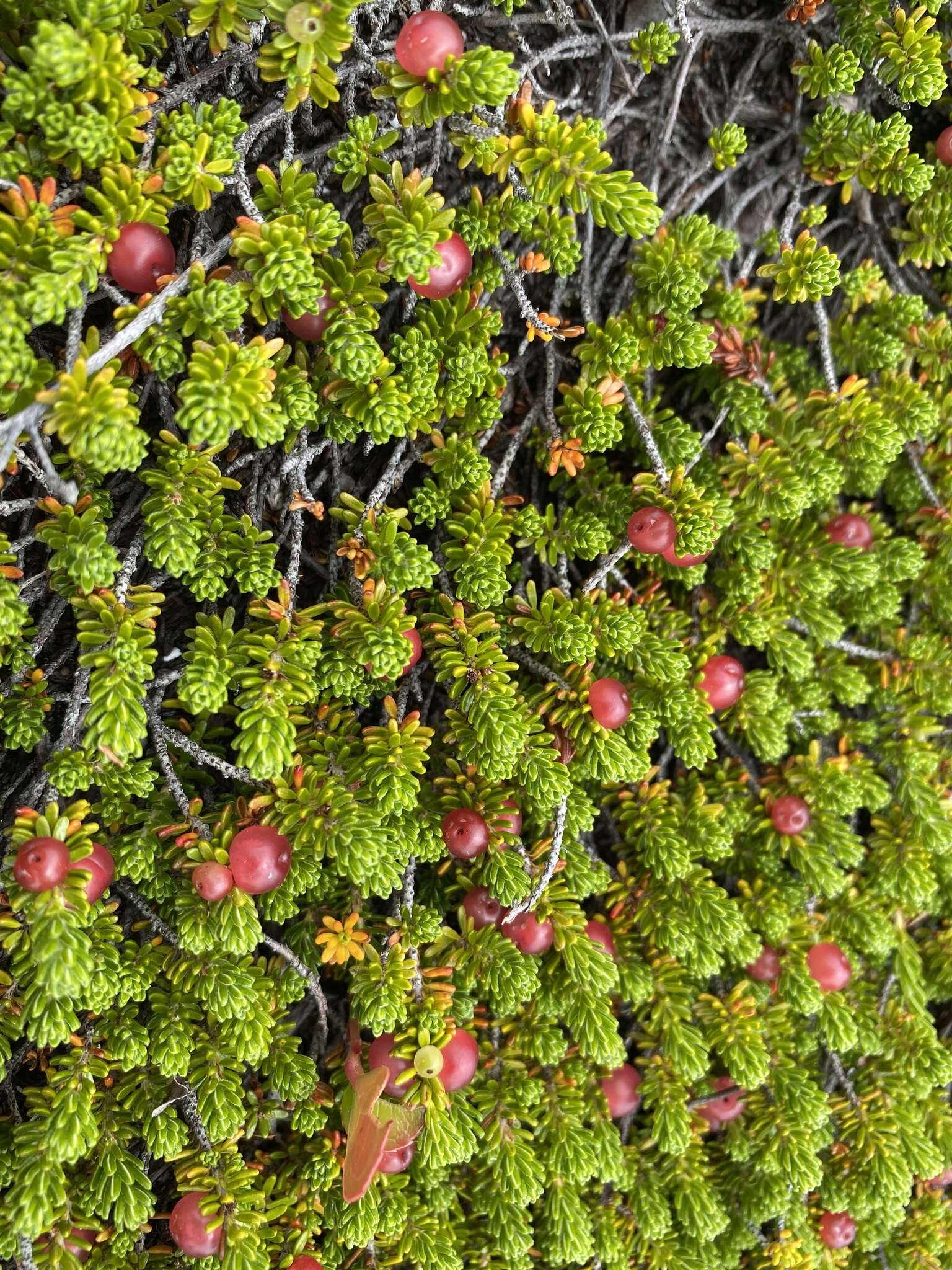 Image of purple crowberry