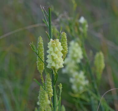 Image of Linaria peloponnesiaca Boiss. & Heldr.