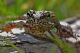 Image of Common frog