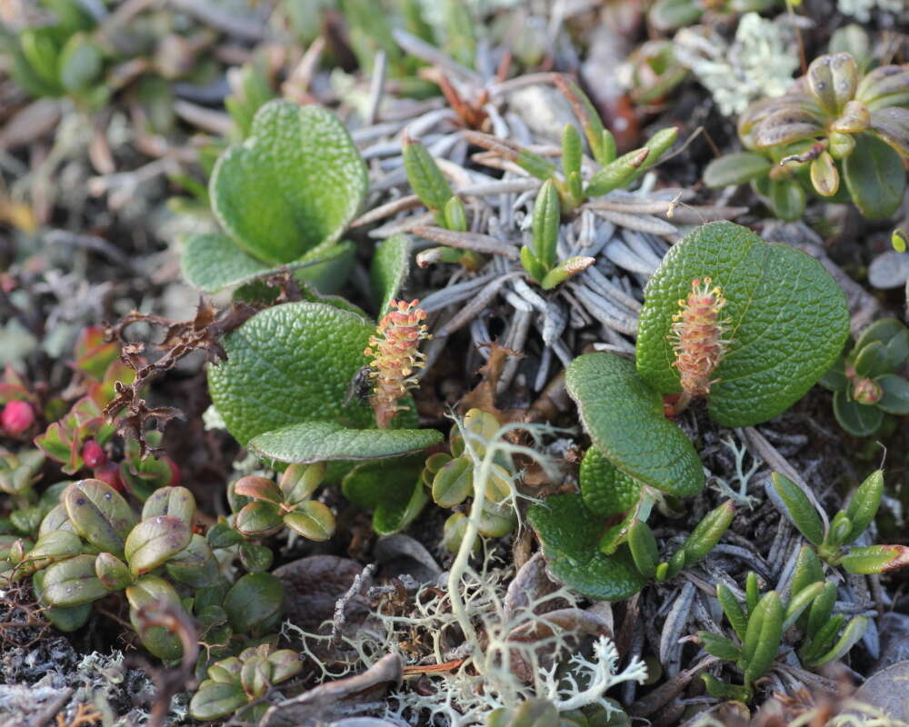 Image of netleaf willow