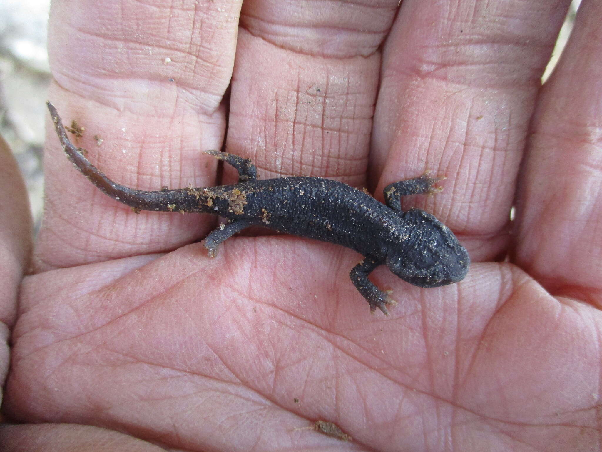 Image of Tylototriton himalayanus Khatiwada, Wang, Ghimire, Vasudevan, Paudel & Jiang 2015