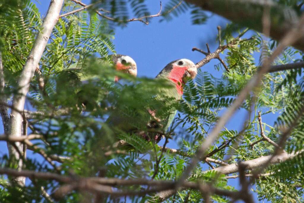 Image of Bahamas Parrot