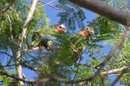 Image of Bahamas Parrot