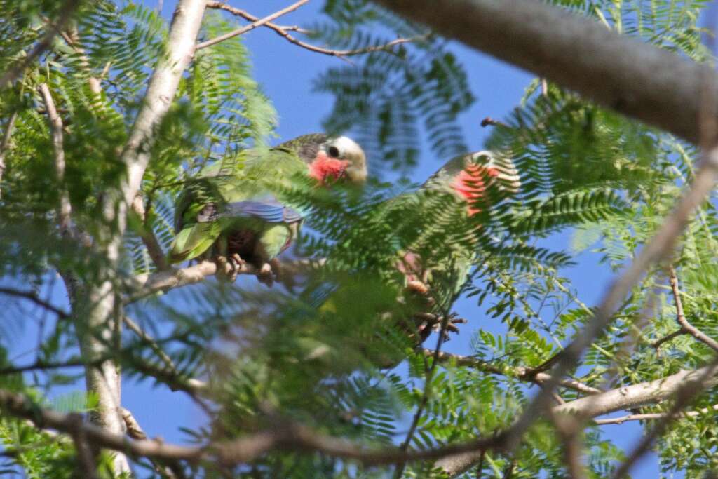 Image of Bahamas Parrot