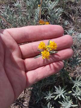 Plancia ëd Picradeniopsis oppositifolia (Nutt.) Rydb.