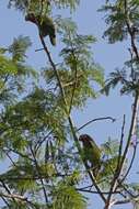 Image of Bahamas Parrot