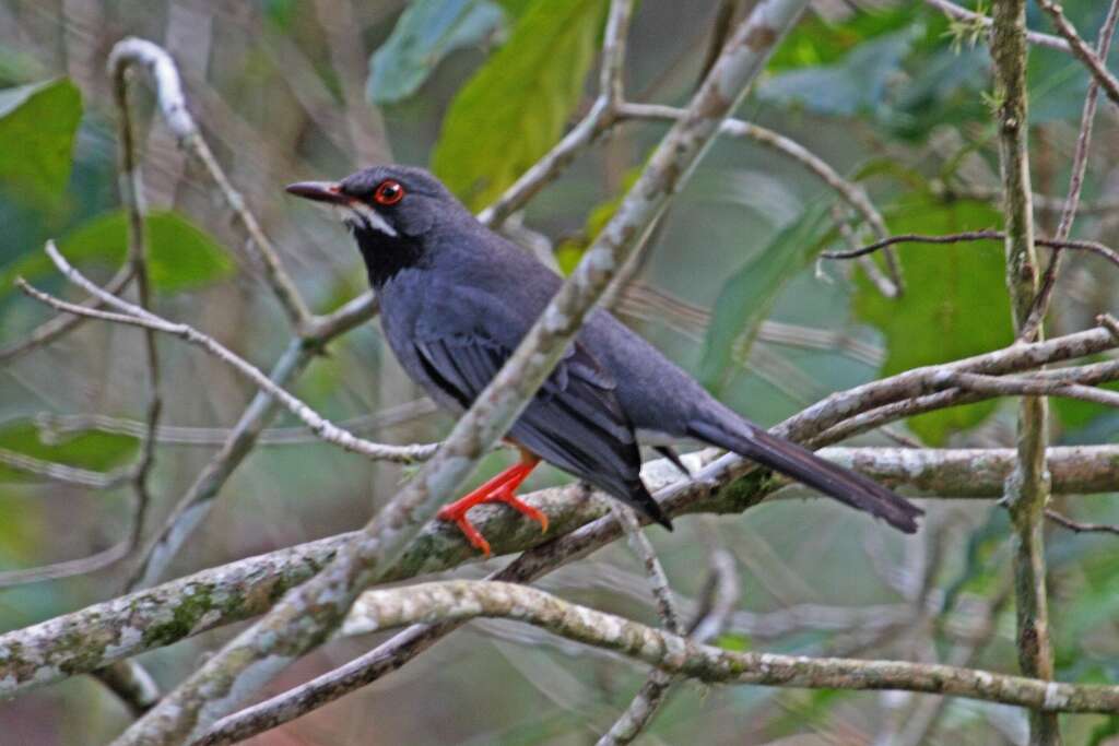 Image of Red-legged Thrush