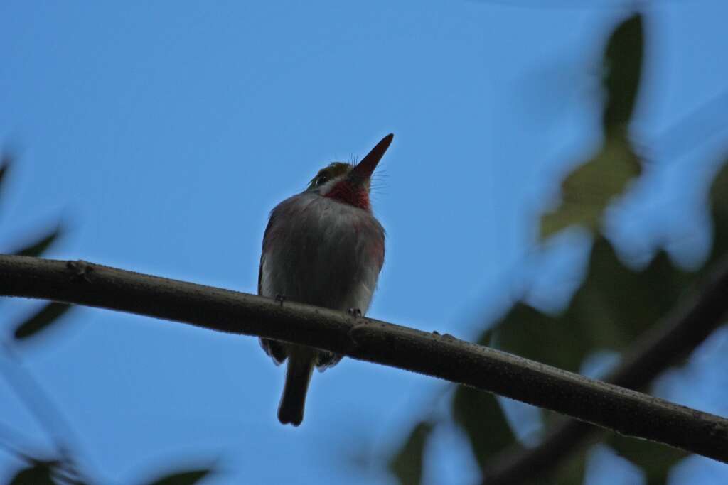 Imagem de Todus multicolor Gould 1837