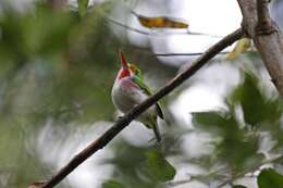 Imagem de Todus multicolor Gould 1837