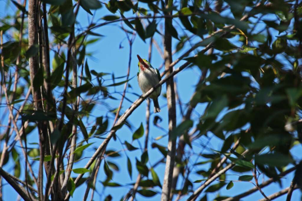 Imagem de Todus multicolor Gould 1837