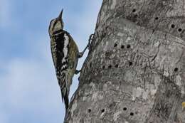 Image of Sapsucker