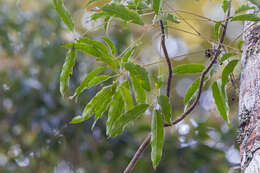 Image of Didymopanax calvus (Cham.) Decne. & Planch.