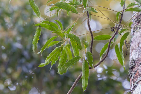 Image of Didymopanax calvus (Cham.) Decne. & Planch.