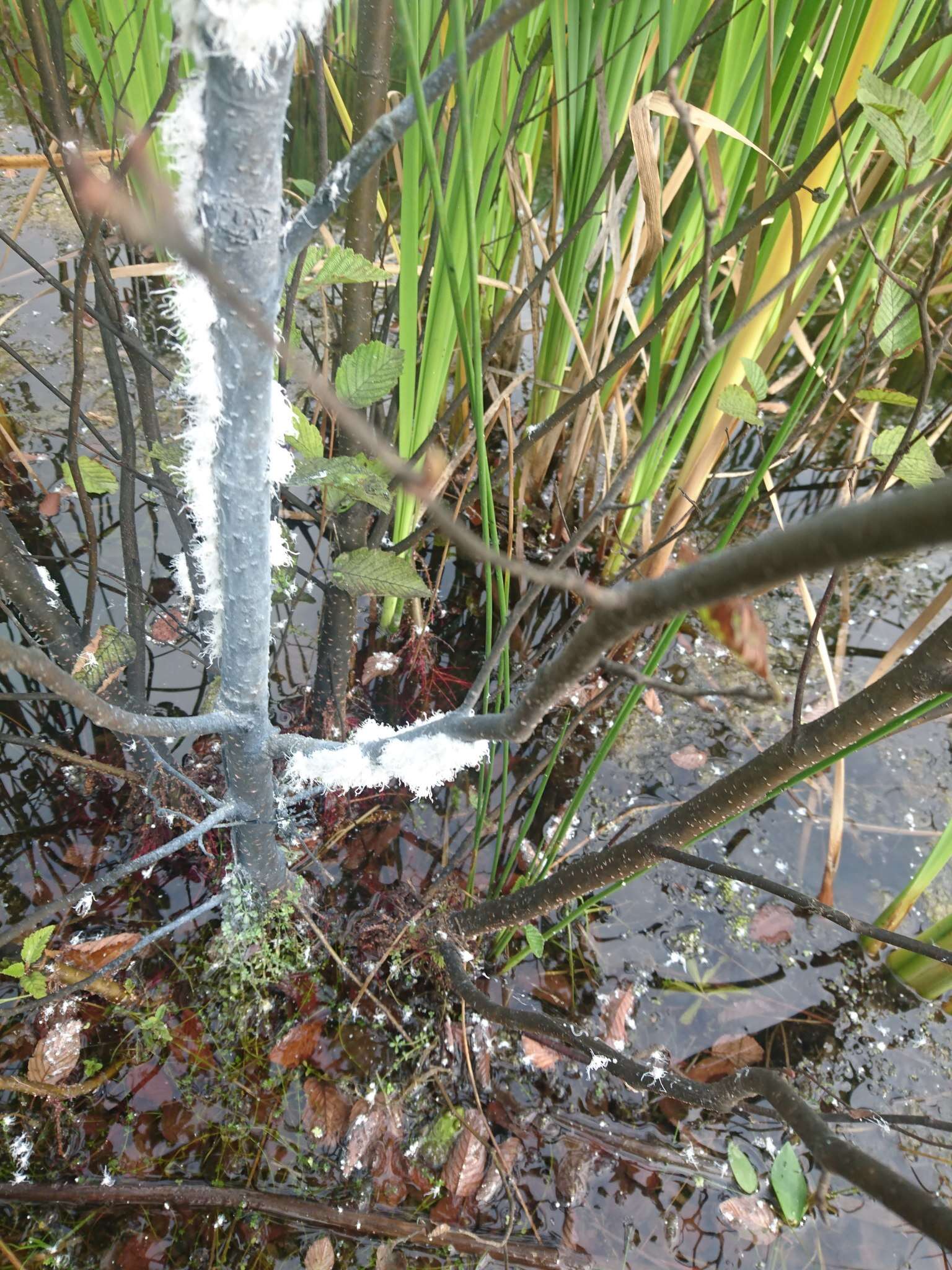 Image of Woolly Alder Aphid