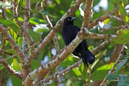 Image of Greater Antillean Grackle