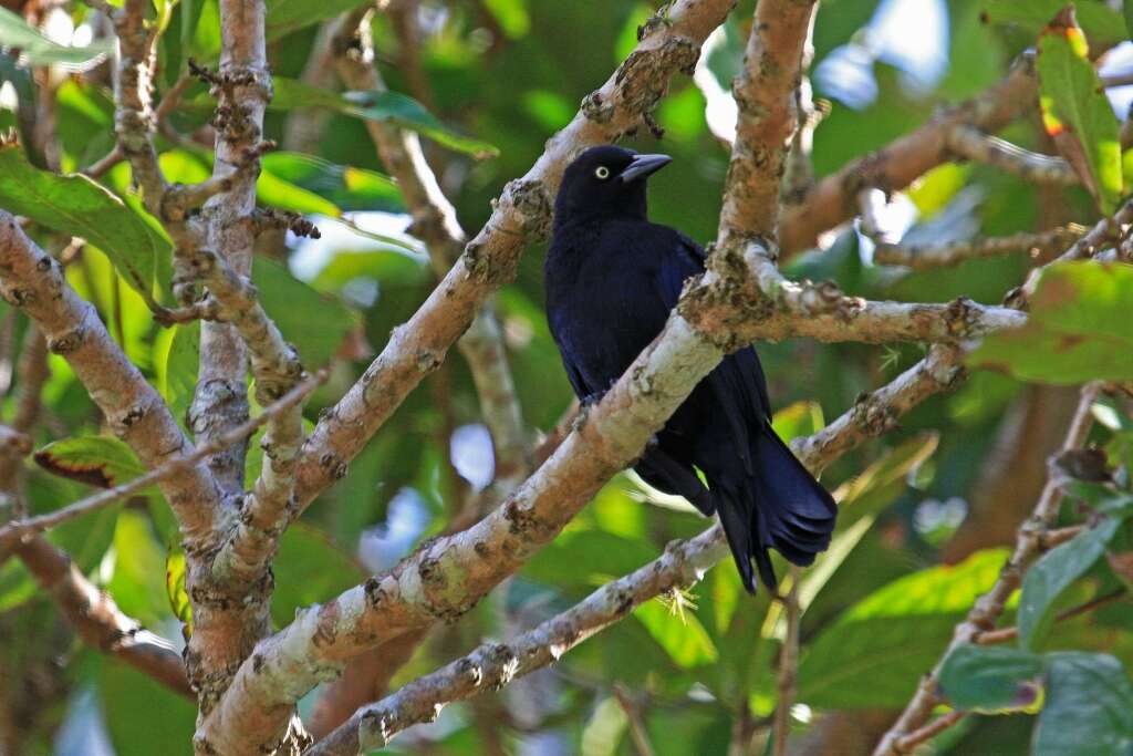 Image of Greater Antillean Grackle