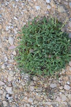 Plancia ëd Globularia montiberica G. Lopez Gonzalez