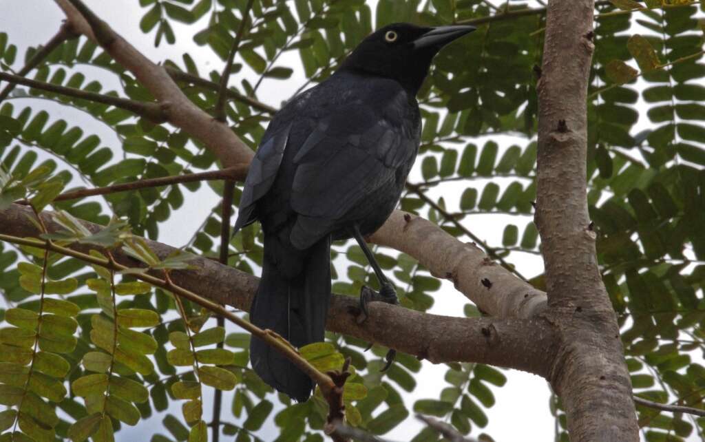 Image of Greater Antillean Grackle