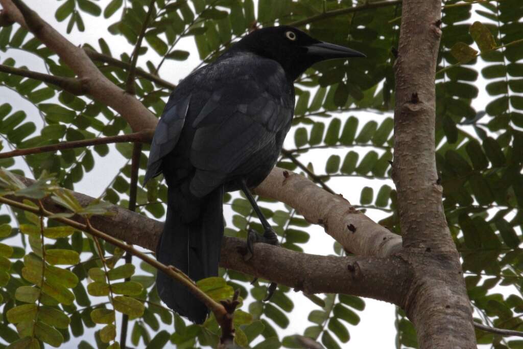 Image of Greater Antillean Grackle