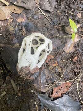 Image of Clathrus roseovolvatus Lécuru, Mornand, Fiard & Courtec. 2013