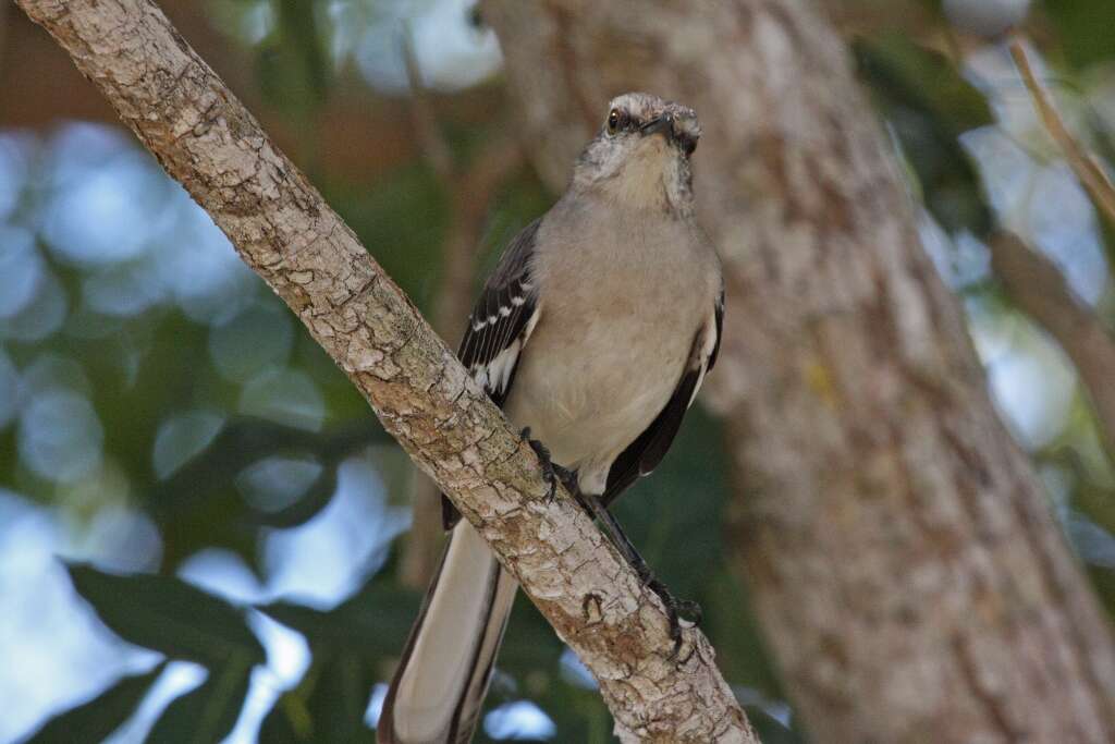 Image of Northern Mockingbird