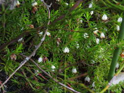 Image of Erica genistifolia Salisb.