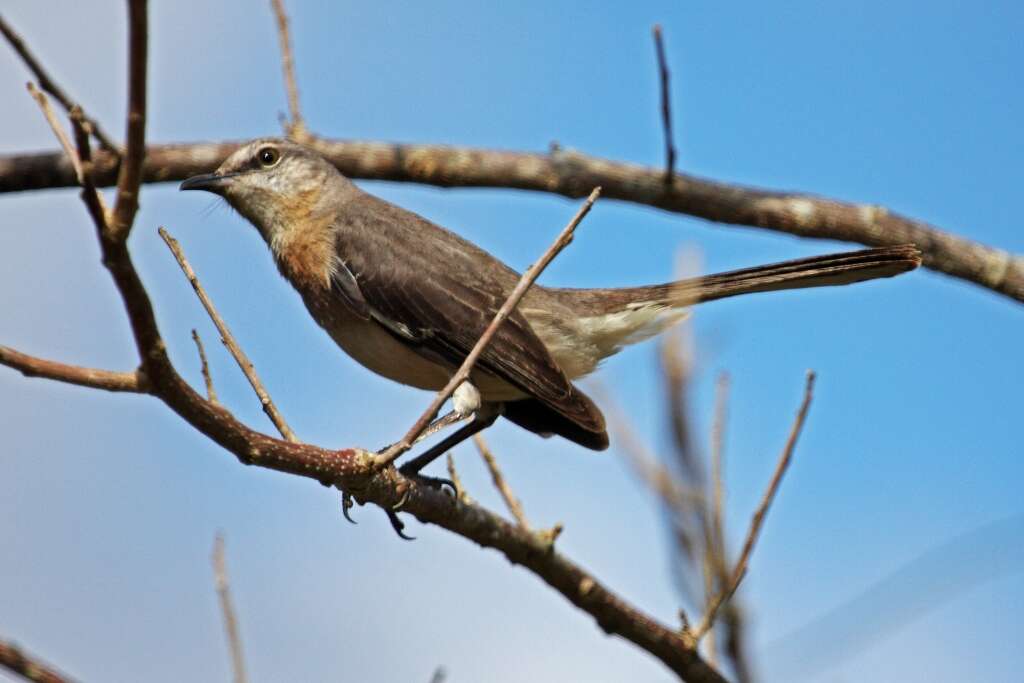 Image of Northern Mockingbird