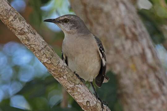 Image of Northern Mockingbird