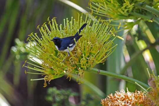 Imagem de Setophaga caerulescens (Gmelin & JF 1789)